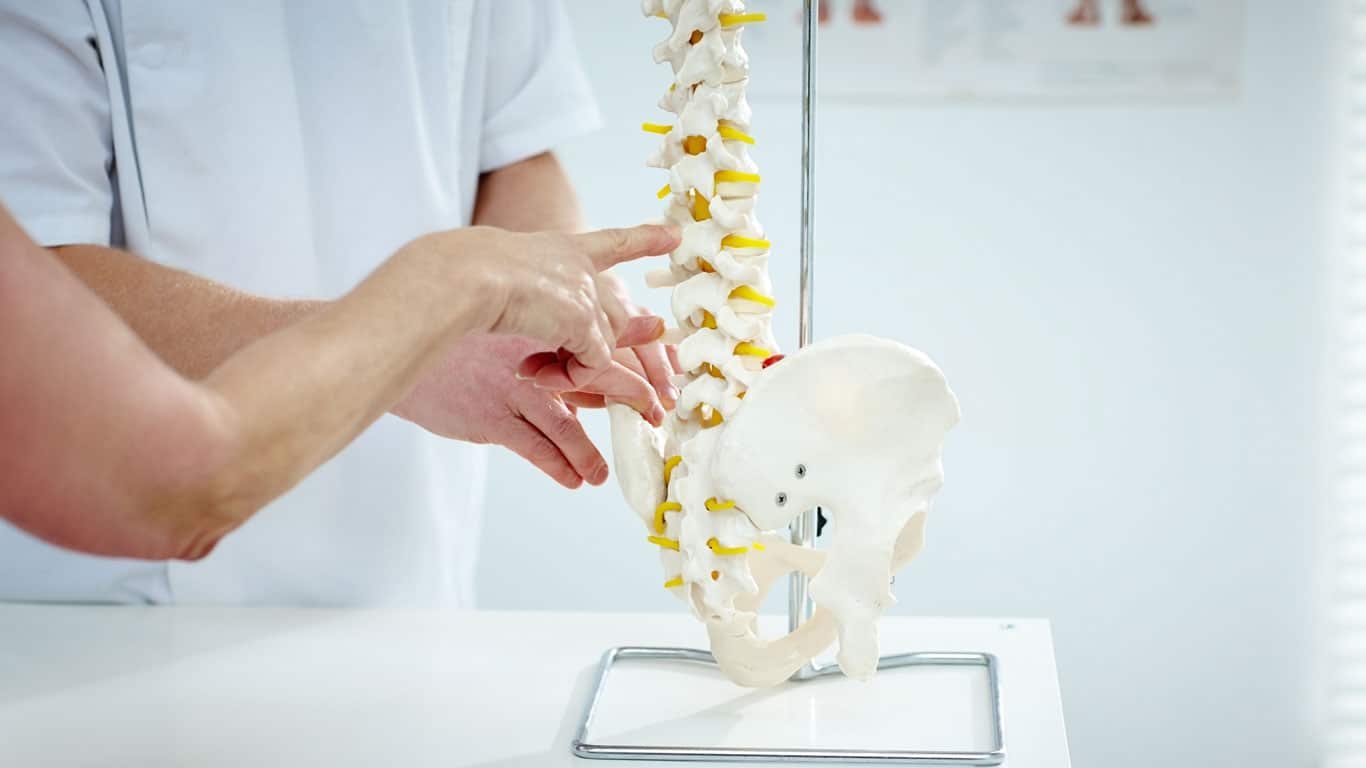 A clinician explaining spinal anatomy
